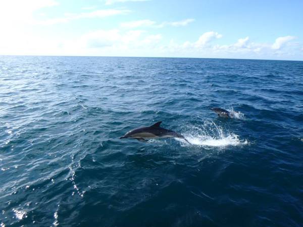 dophins