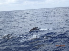 they would just come and play by the boat