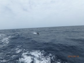 small whale that starts with a B