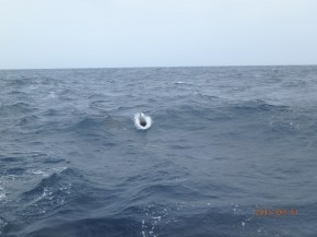 A small whale called something that starts with a B.