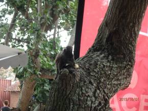 And he is out looking for food!