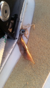 Squid that wanted to join us but didn't quite make it.
