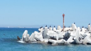Interesting Birds awaited our arrival at the Island along with a seal.