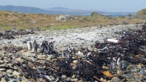 My favorite part was the African Penguins.