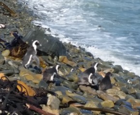 Made me think of Happy Feet!