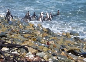 As you can tell I am obsessed with the Penguins!