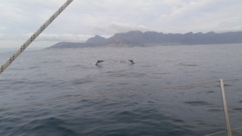 Dolphins at play