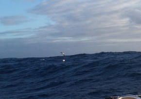My favorite thing was watching them land. Feet pop down just like an airplane, then they walk on water and then sit down and slowly fold their wings in. Love it!