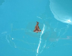 little guy swimming behind boat. looks like a flying dragon