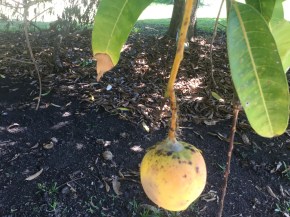 Mango fruit with GREEN ants. Yes, look closely at their bottoms! And the natives actually eat the green part as it is supposed to be good.