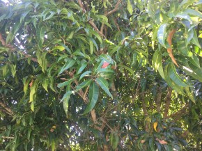 The ants wrap the leaves as they work on them. The one with the brown on it is an example.