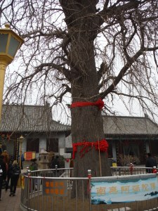 Tree outside the oldest temple in Qingdao