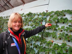 Judith picking strawberries grown vertically on boards