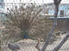 They had a little barnyard with goats, rabbits, chickens, etc. and this amazing peacock. Sorry you cannot see in person.