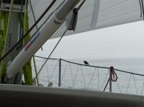 A special little friend begins to bring us some wind