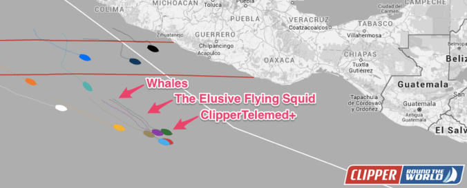 Clipper_2015-16_Race_Standings_2016-05-14
