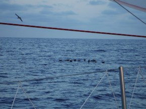 I guess birds have a community into which they go.