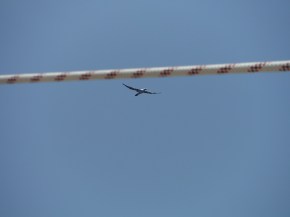 And now we have a special visitor. Can anyone identify?