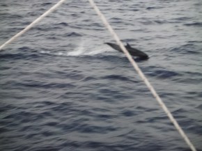 Note the short tail.