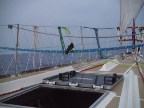 I m beginning to think the birds have a thing for our boat. Hope it doesn't decide to check out our sail locker