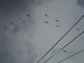 Lots of birds doing a bit of flying in formation and pretending they are band formations!