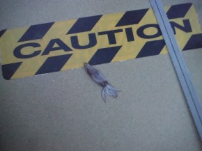 Finally we find a flying squid on the deck.