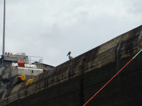 Yes, we have a pelican watching us closely. I am thinking that we have a strange relationship with birds.