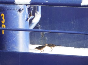 Once we were at the fuel dock in Shelter Harbor, guess what found us again! Birds!