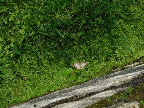 Butterflies are good luck and look what I saw!