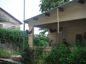 Animals and they are not sea life. Go roosters!